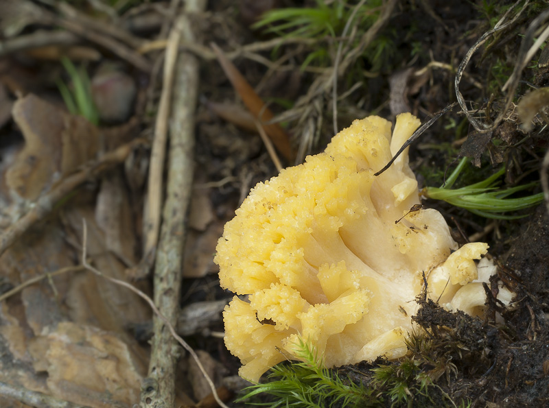 Ramaria flavobrunnescens